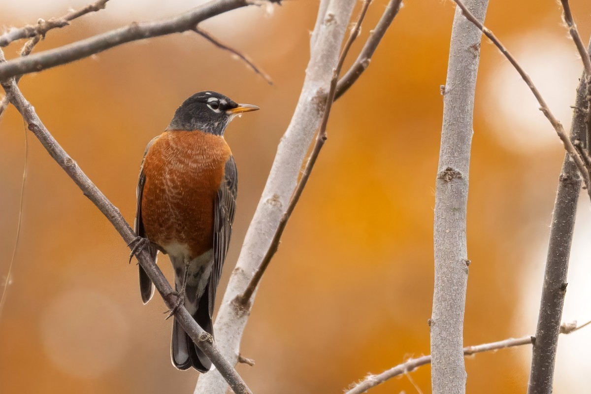 コマツグミ - ML644707450