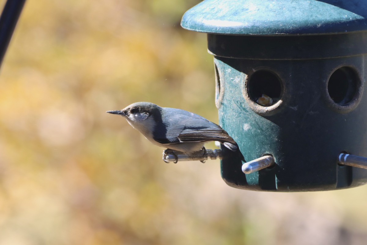 Pygmy Nuthatch - ML644707454