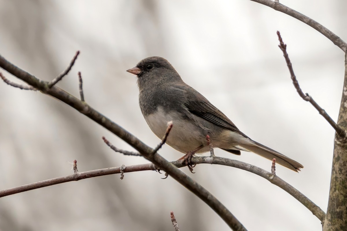 Dark-eyed Junco - ML644707462