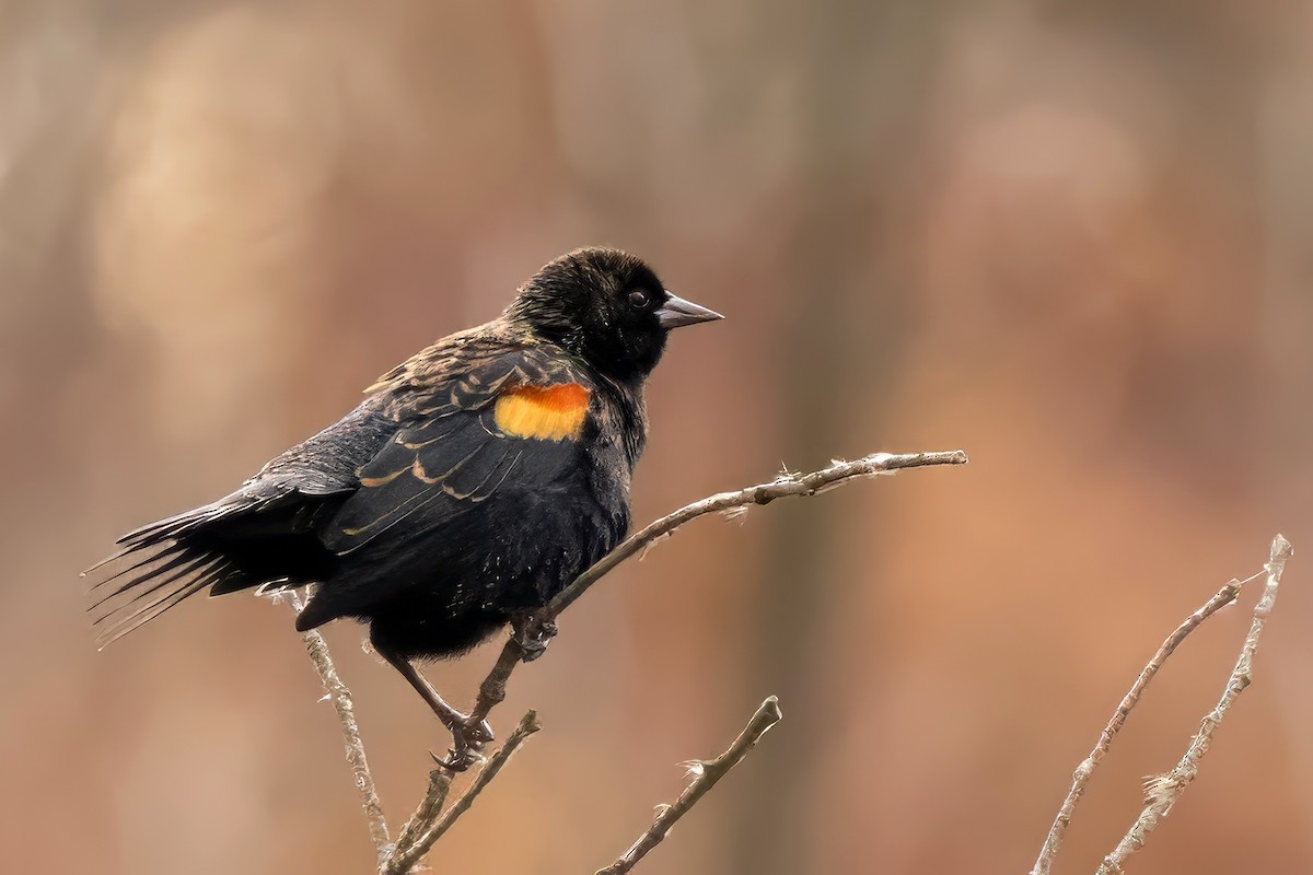 Red-winged Blackbird - ML644707472
