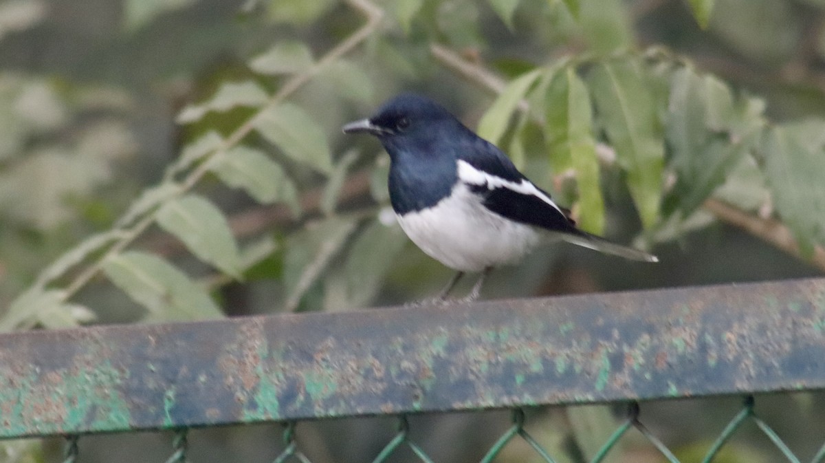 シキチョウ - ML644707475