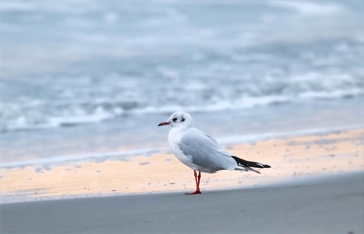 Black-headed Gull - ML644707477