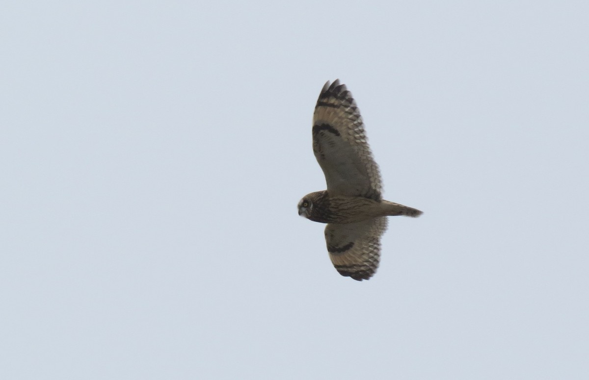 Hibou des marais - ML644707480