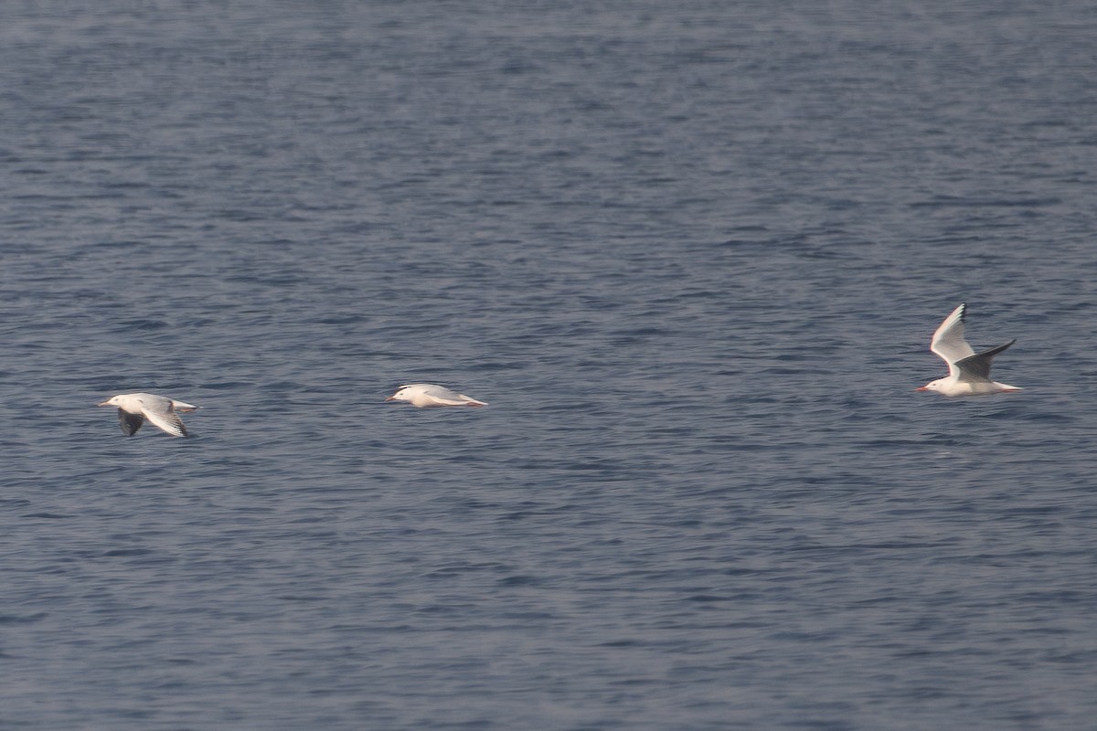 Морской голубок - ML644707482