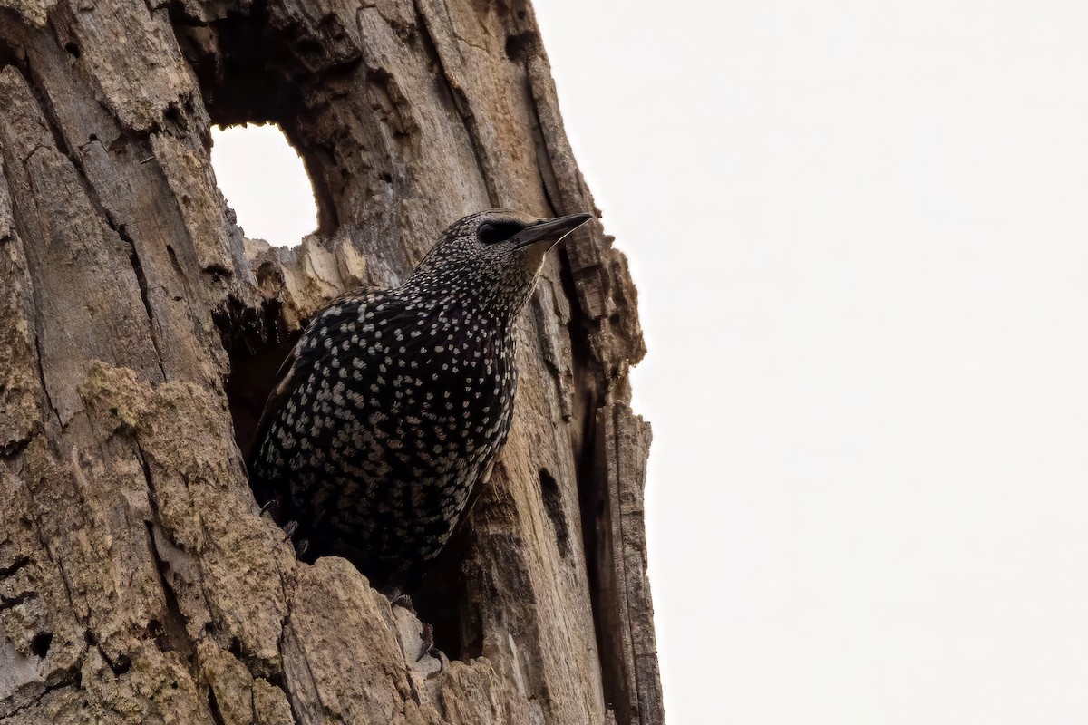 European Starling - ML644707487