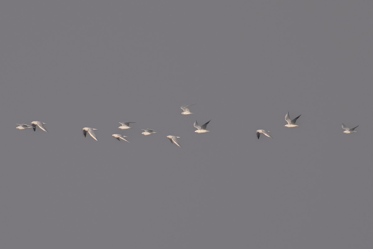 Морской голубок - ML644707488