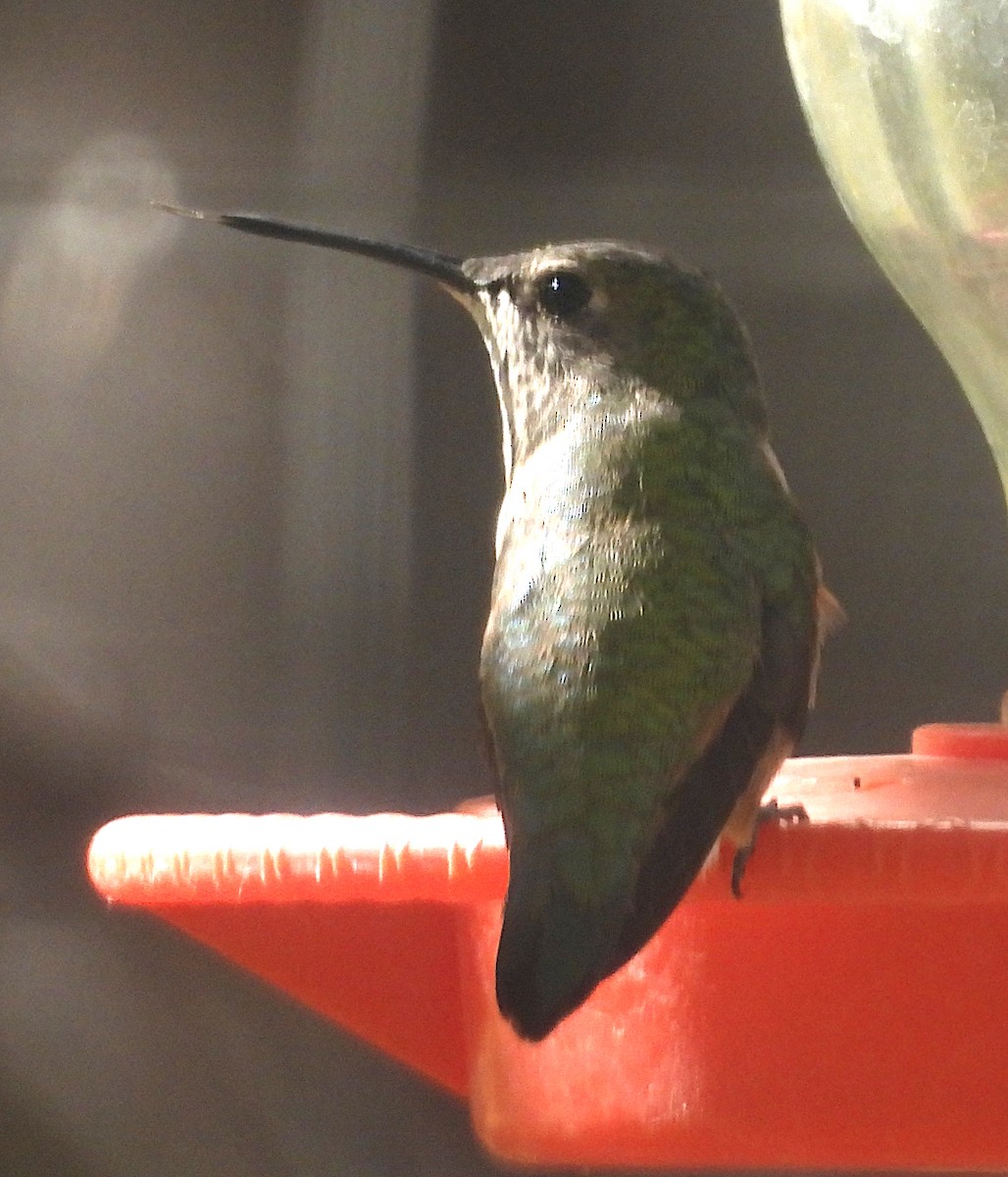 Rufous Hummingbird - ML644707489