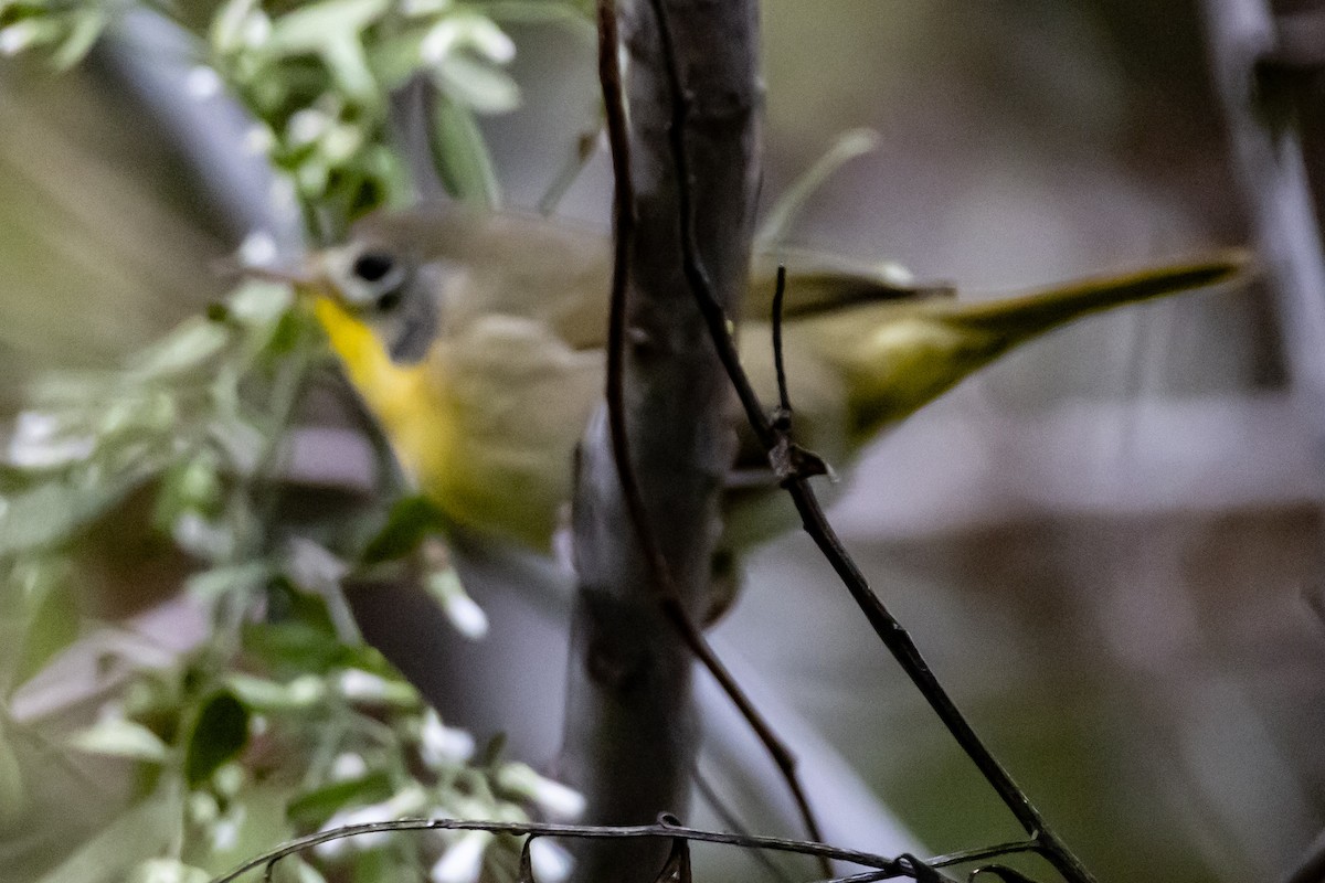 Common Yellowthroat - ML644707506