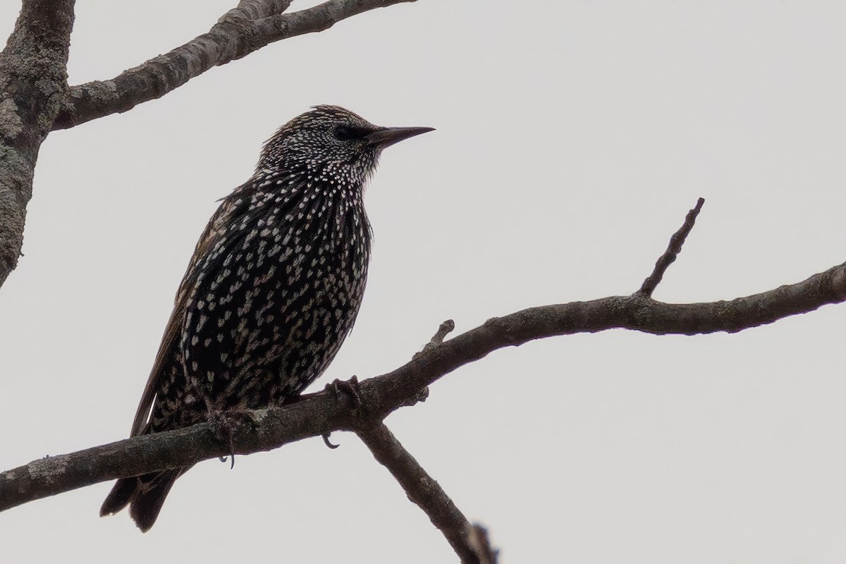 European Starling - ML644707507