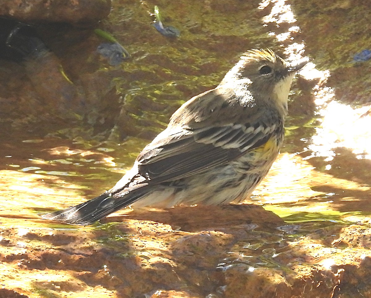 Yellow-rumped Warbler (Myrtle x Audubon's) - ML644707509