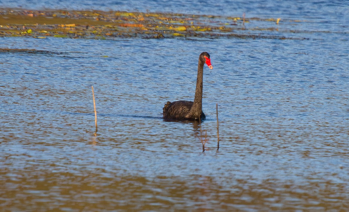 Cygne noir - ML644707511