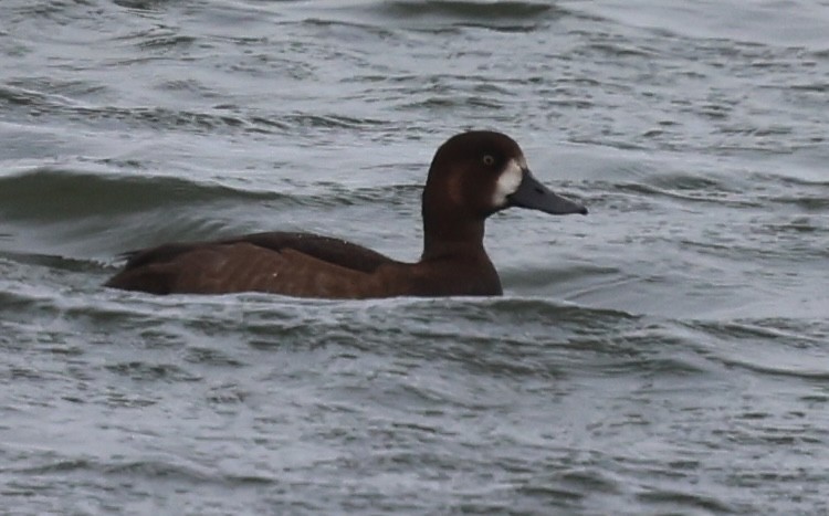 スズガモ - ML644707514