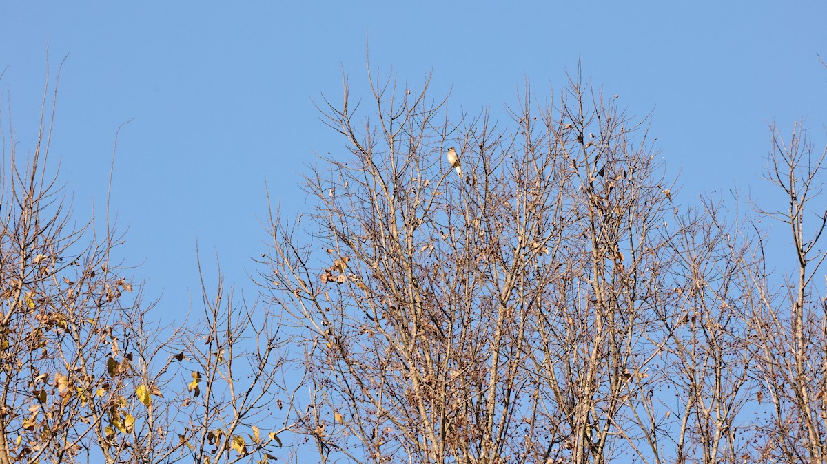 Sedir İpekkuyruğu - ML644707518