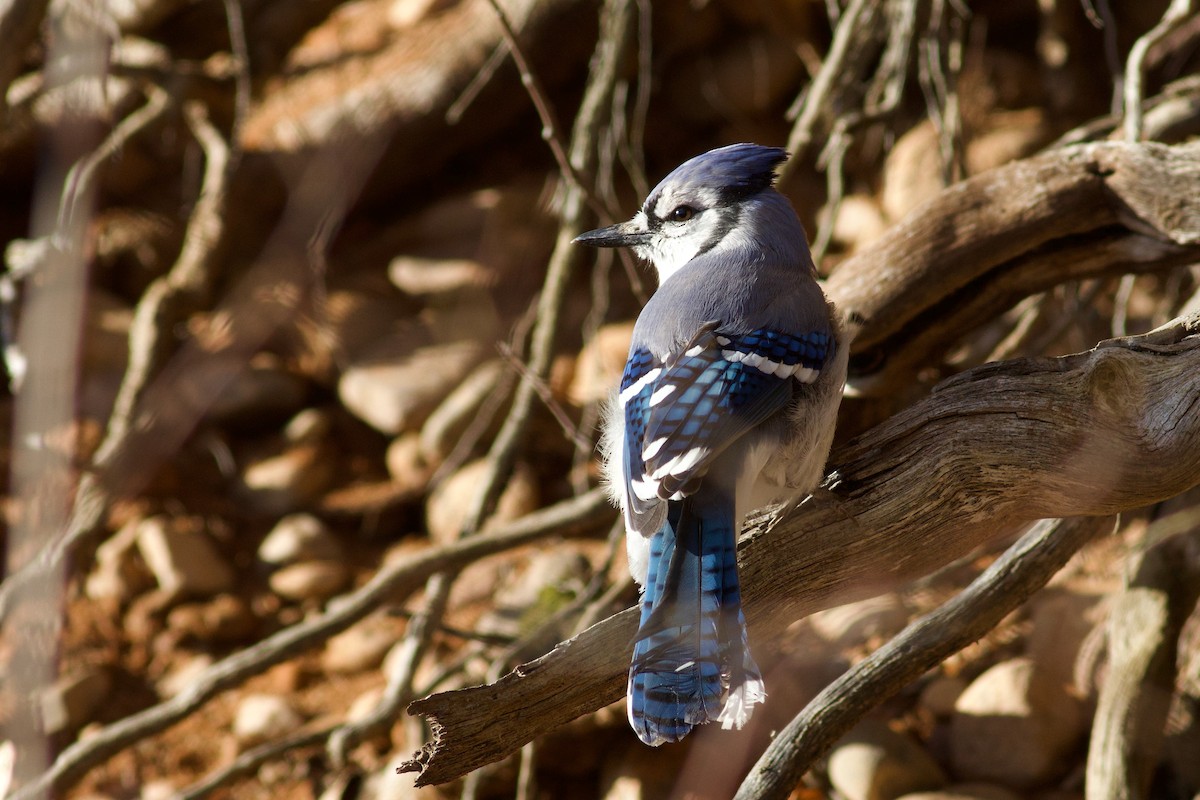 Blauhäher - ML644707519