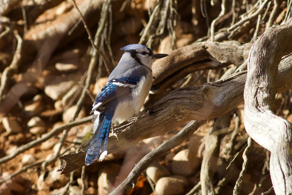 Blauhäher - ML644707520