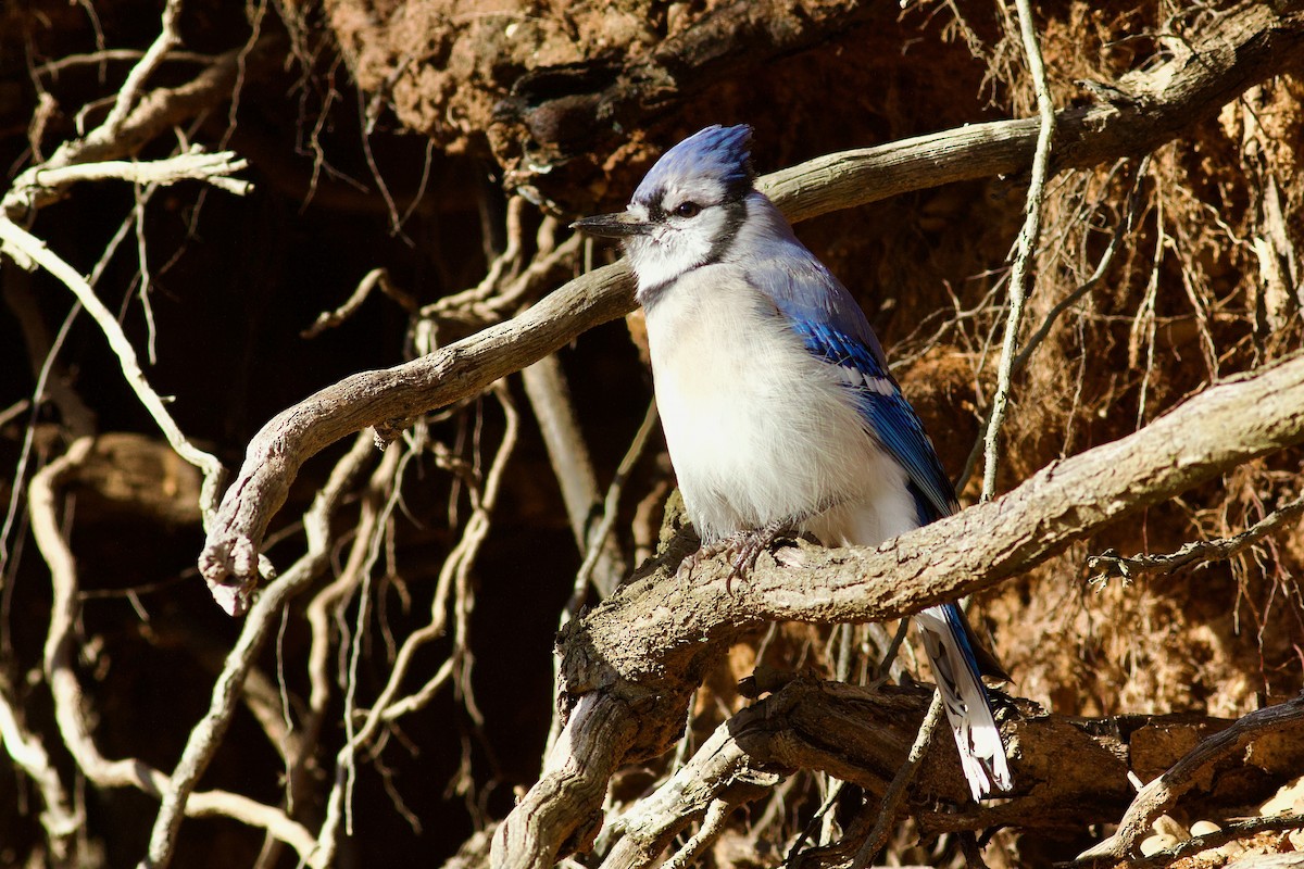 Blauhäher - ML644707521