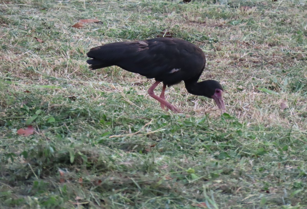 Bare-faced Ibis - ML644707530