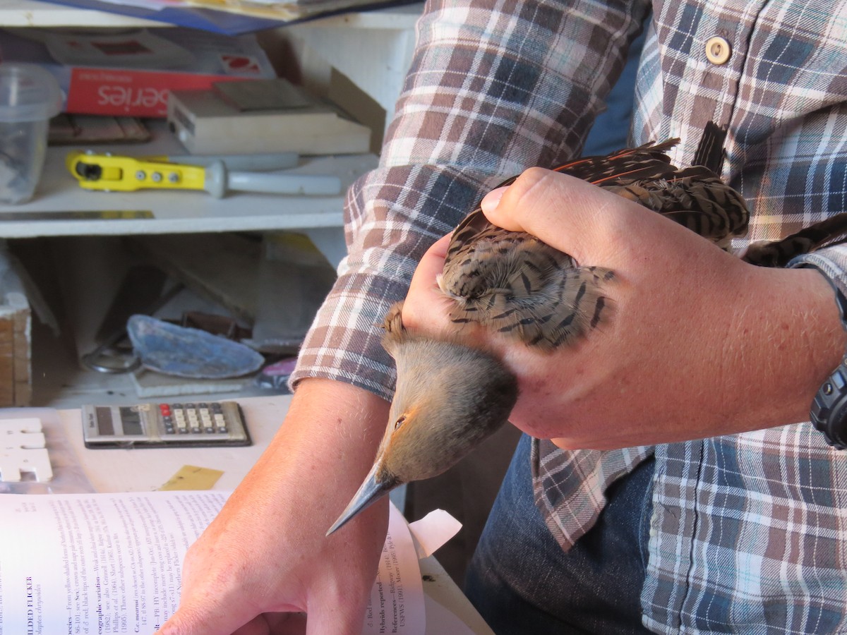 Pic flamboyant (groupe cafer) - ML644707547