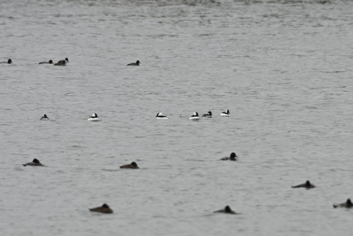 Гоголь малий - ML644707551