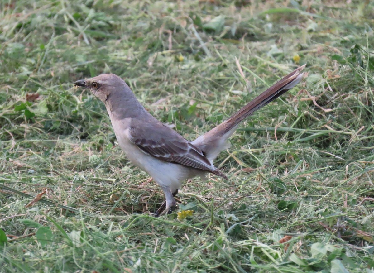 Tropikal Taklitçi - ML644707552