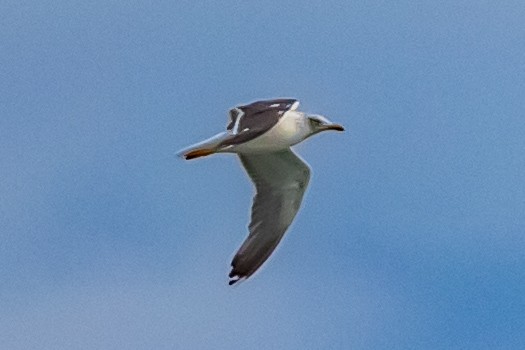 ニシセグロカモメ - ML644707554