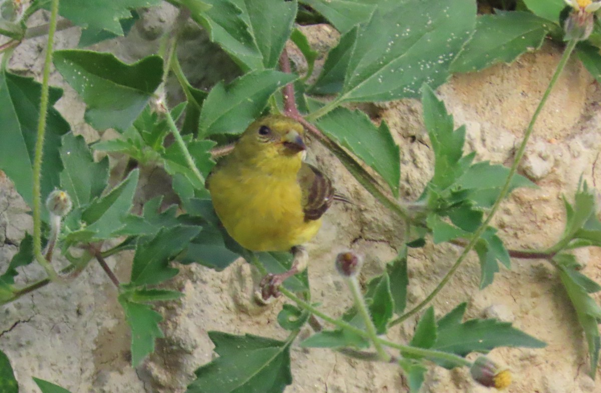 Чиж малий - ML644707560