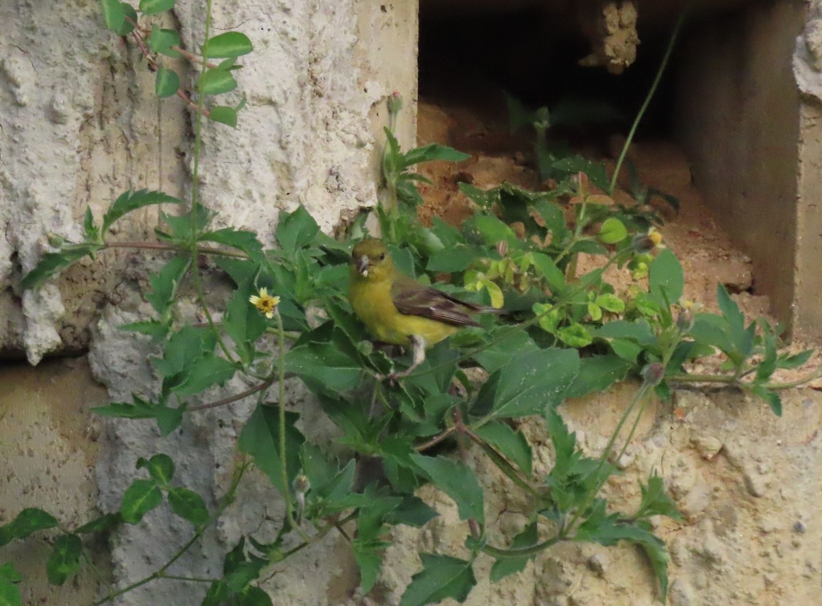 Чиж малий - ML644707562