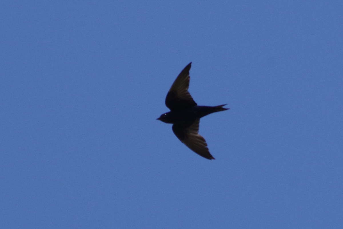 Purple Martin (hesperia) - ML644707569