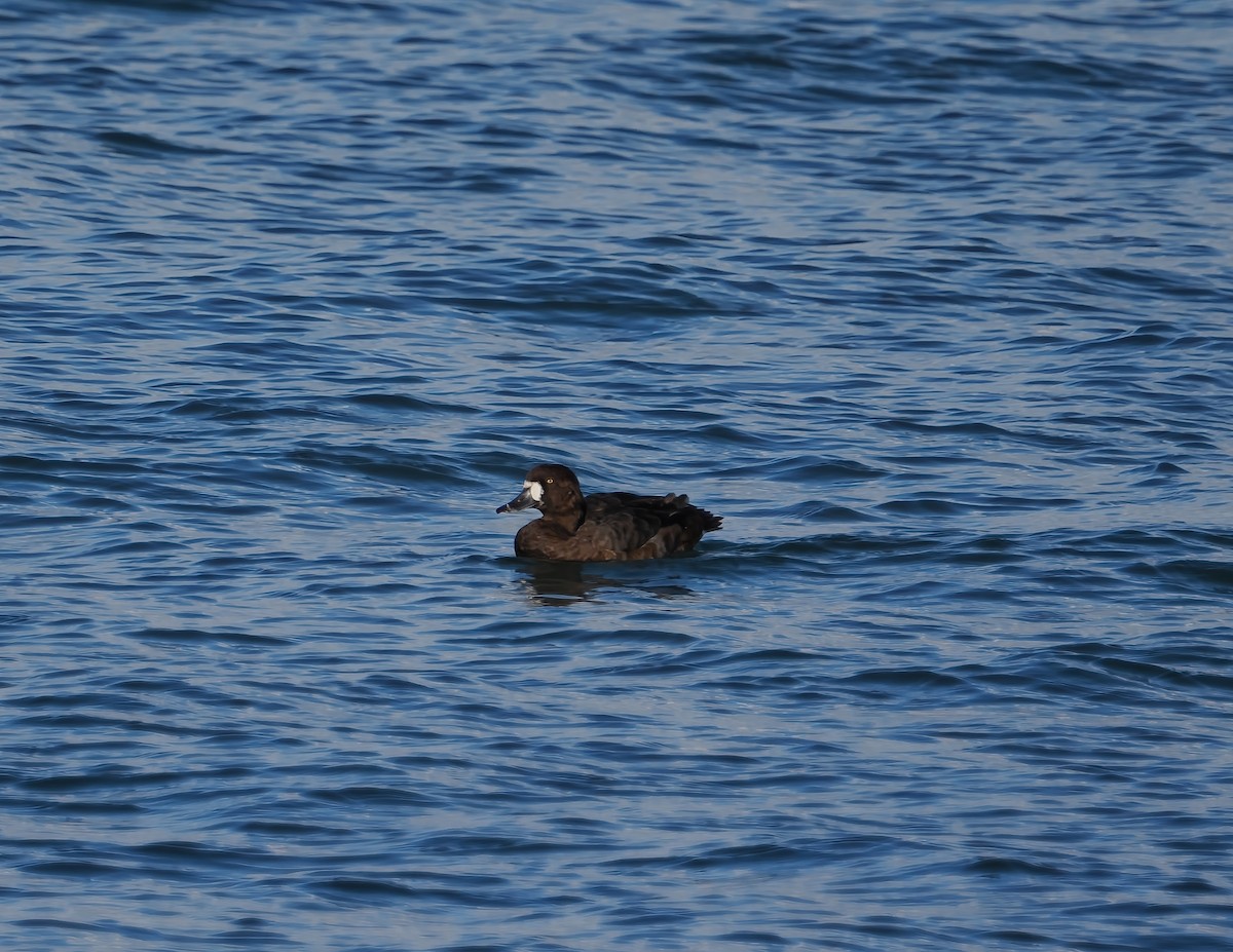 Чернь морська - ML644707570