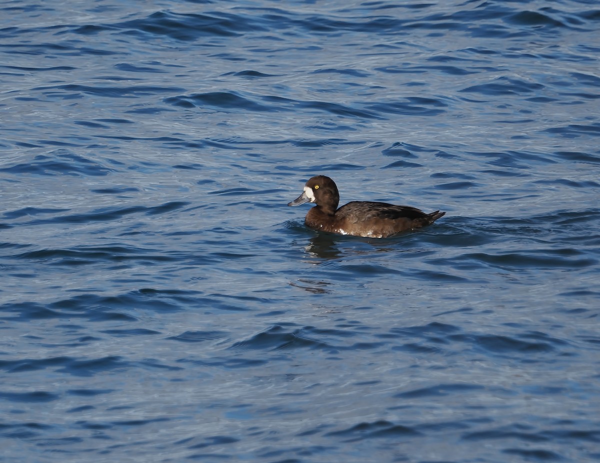 Чернь морська - ML644707571