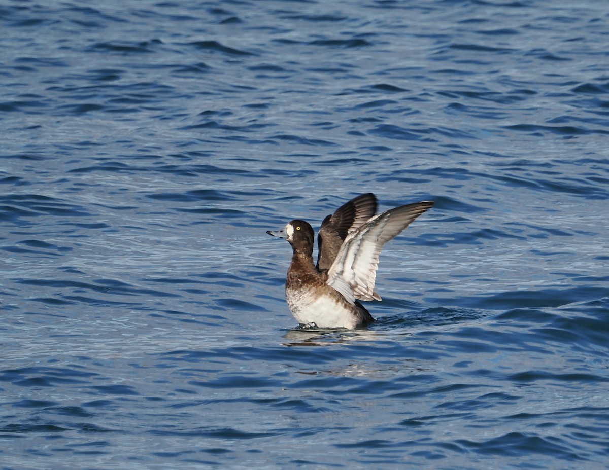 Чернь морська - ML644707572