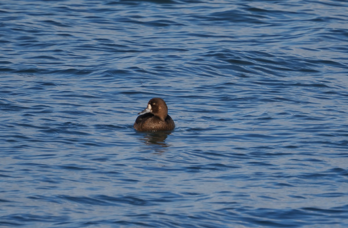 Чернь морська - ML644707577