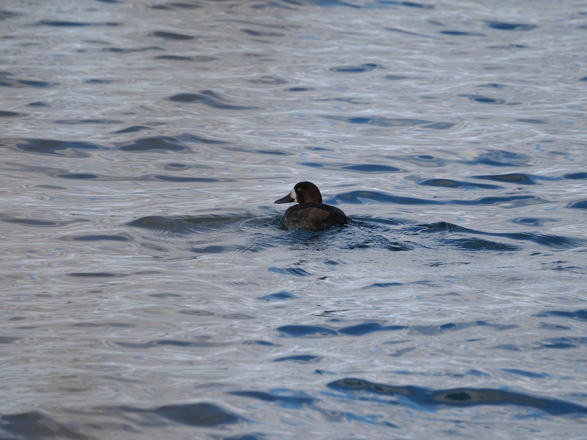 Чернь морська - ML644707578