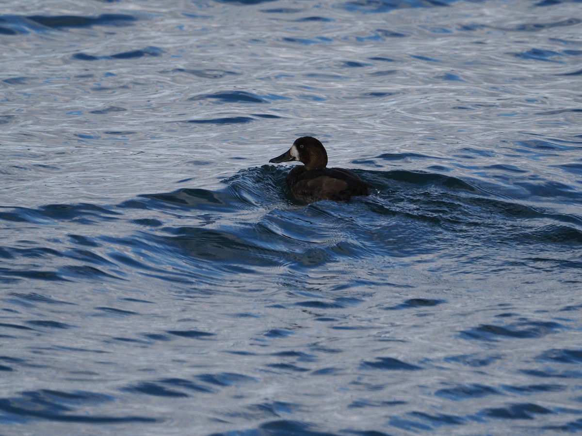 Чернь морська - ML644707579