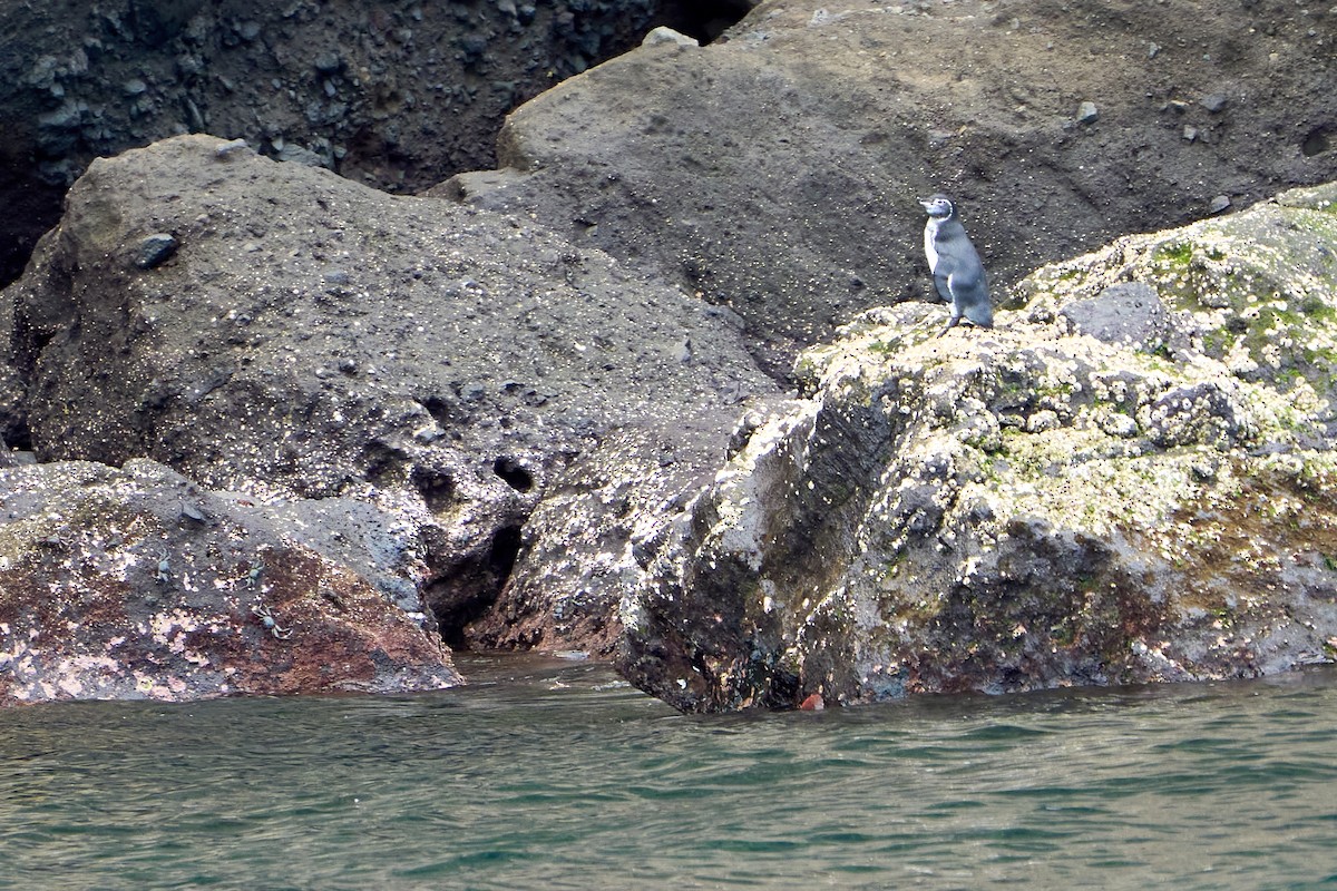 ガラパゴスペンギン - ML644707581