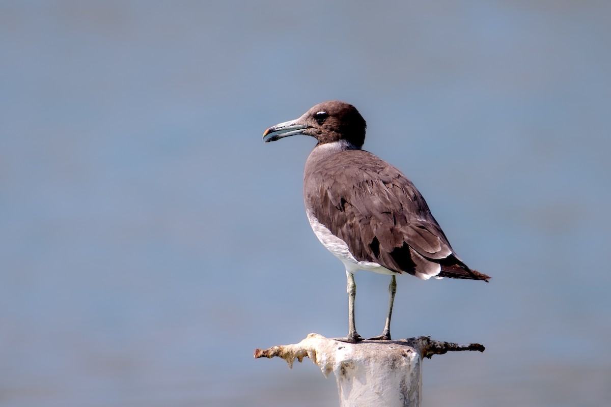 ススケカモメ - ML644707582