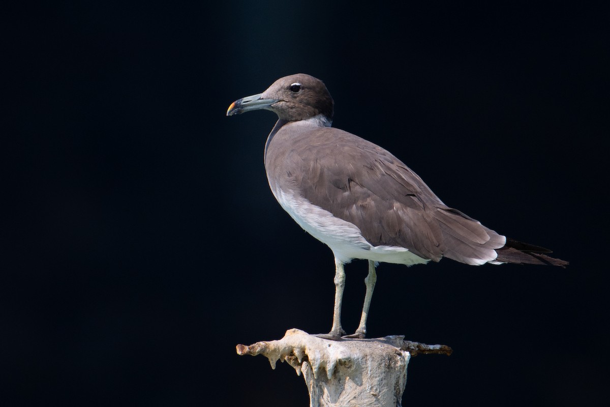 ススケカモメ - ML644707583