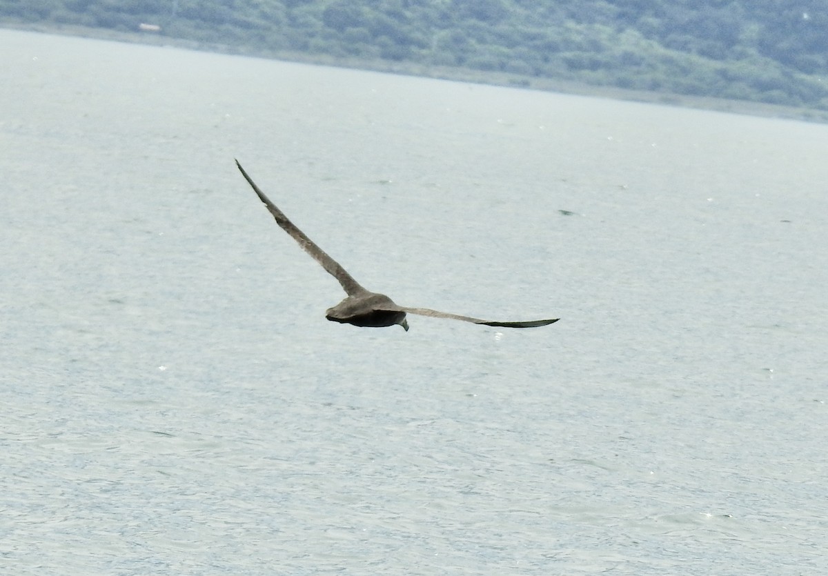 Northern Giant-Petrel - ML644707584