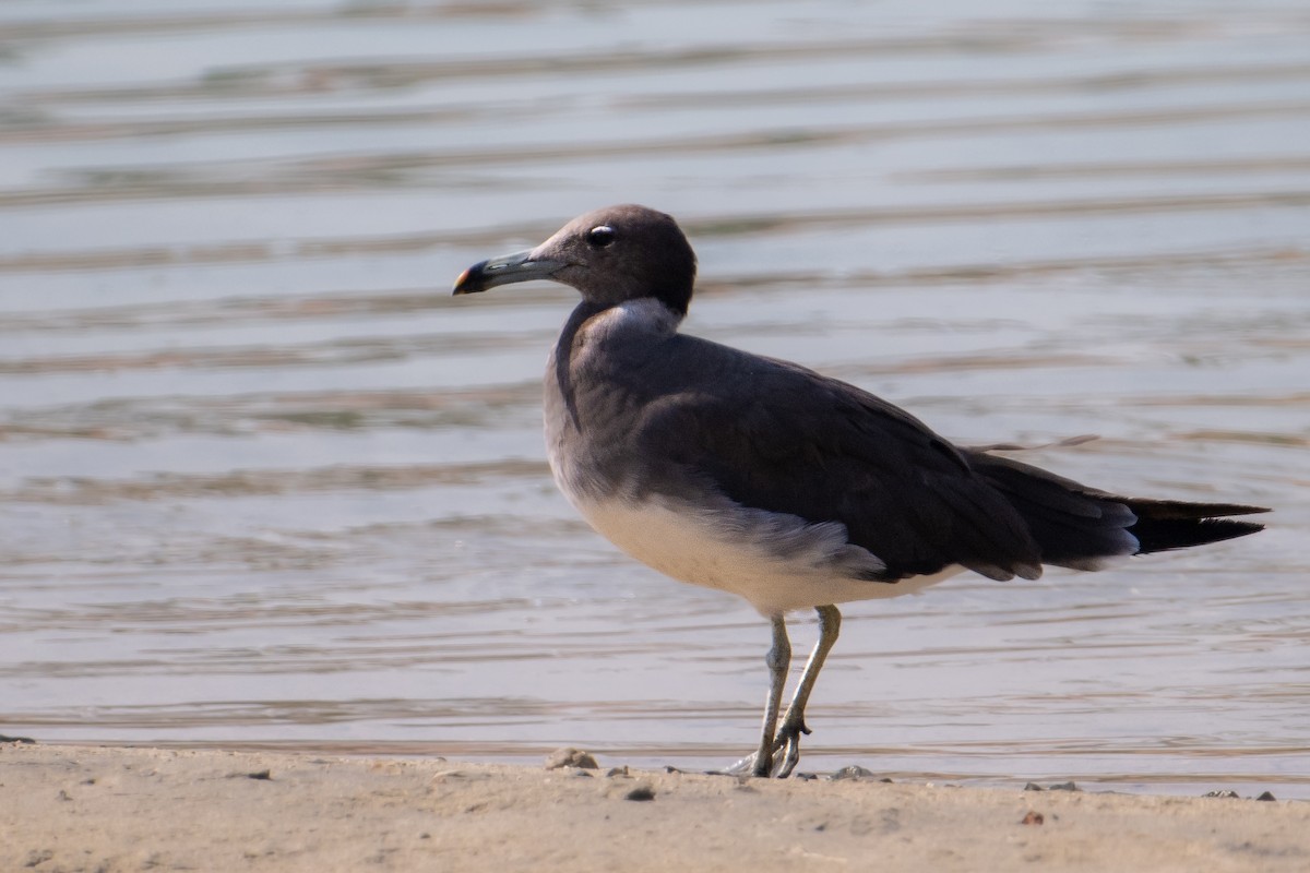 ススケカモメ - ML644707588