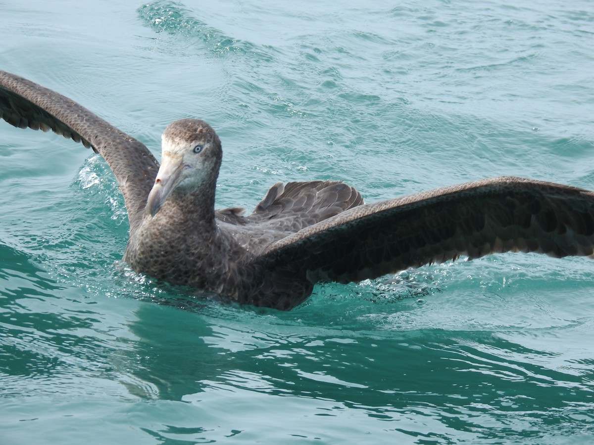 Northern Giant-Petrel - ML644707589