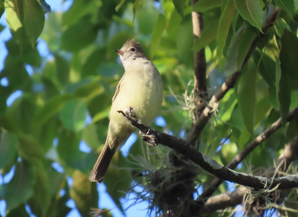 Yellow-bellied Elaenia - ML644707602