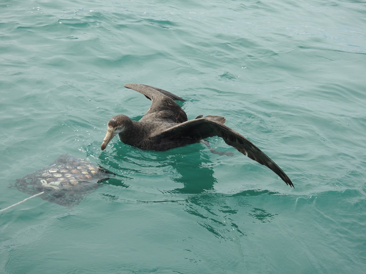 Northern Giant-Petrel - ML644707612