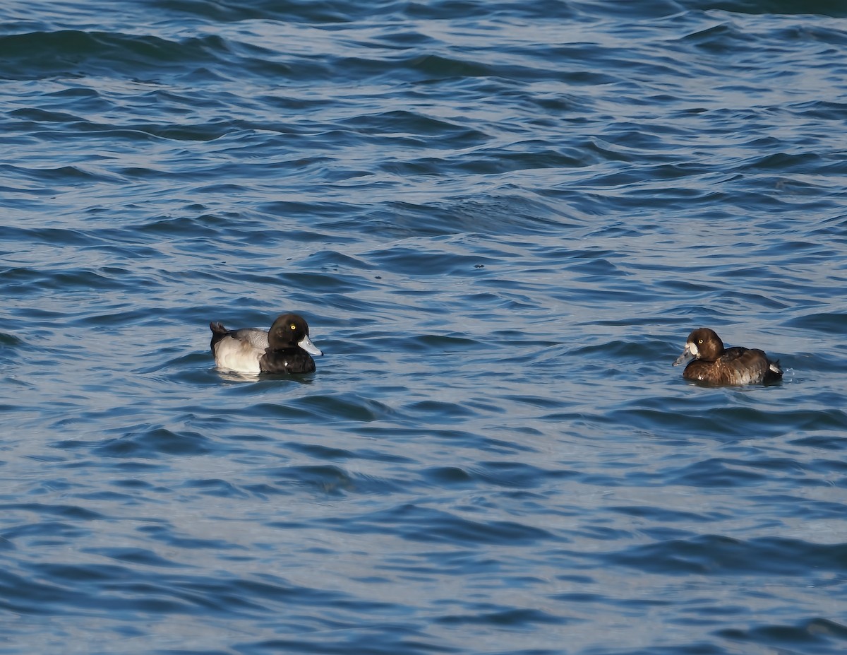 Чернь американська - ML644707629