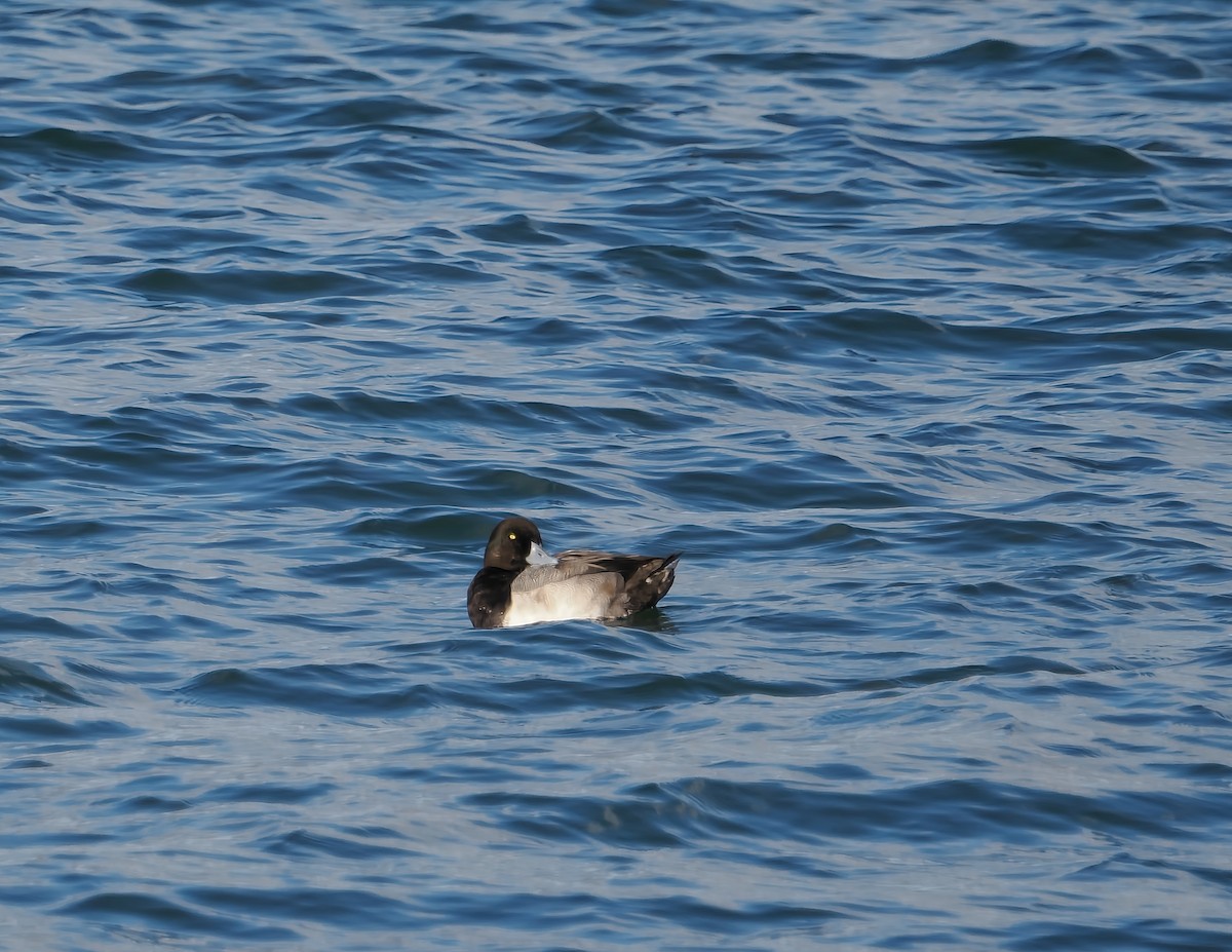 Чернь американська - ML644707630