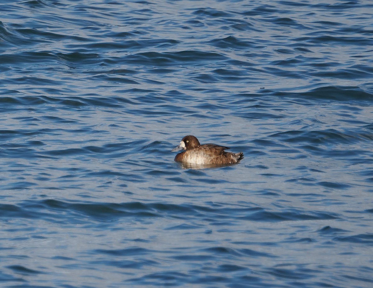 Чернь американська - ML644707631