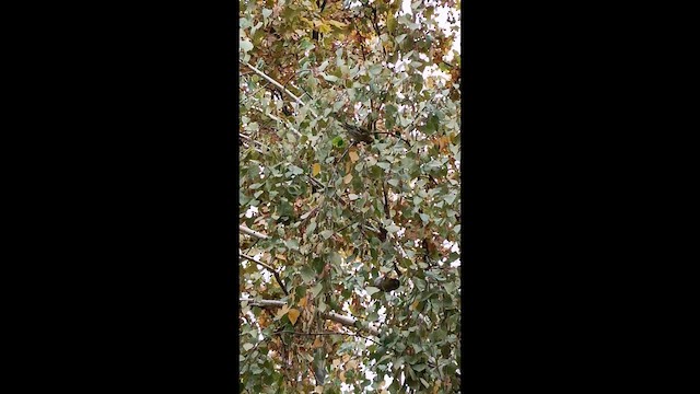 マヒワ - ML644707632