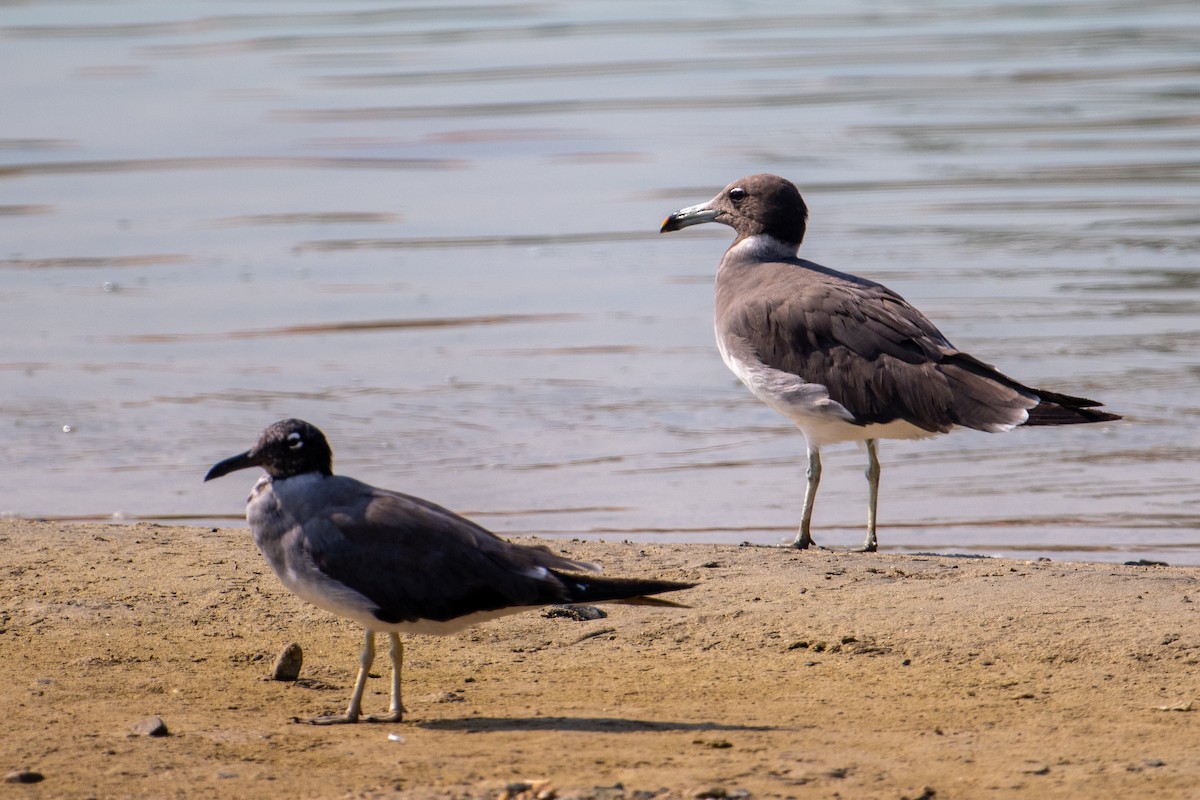 ススケカモメ - ML644707636