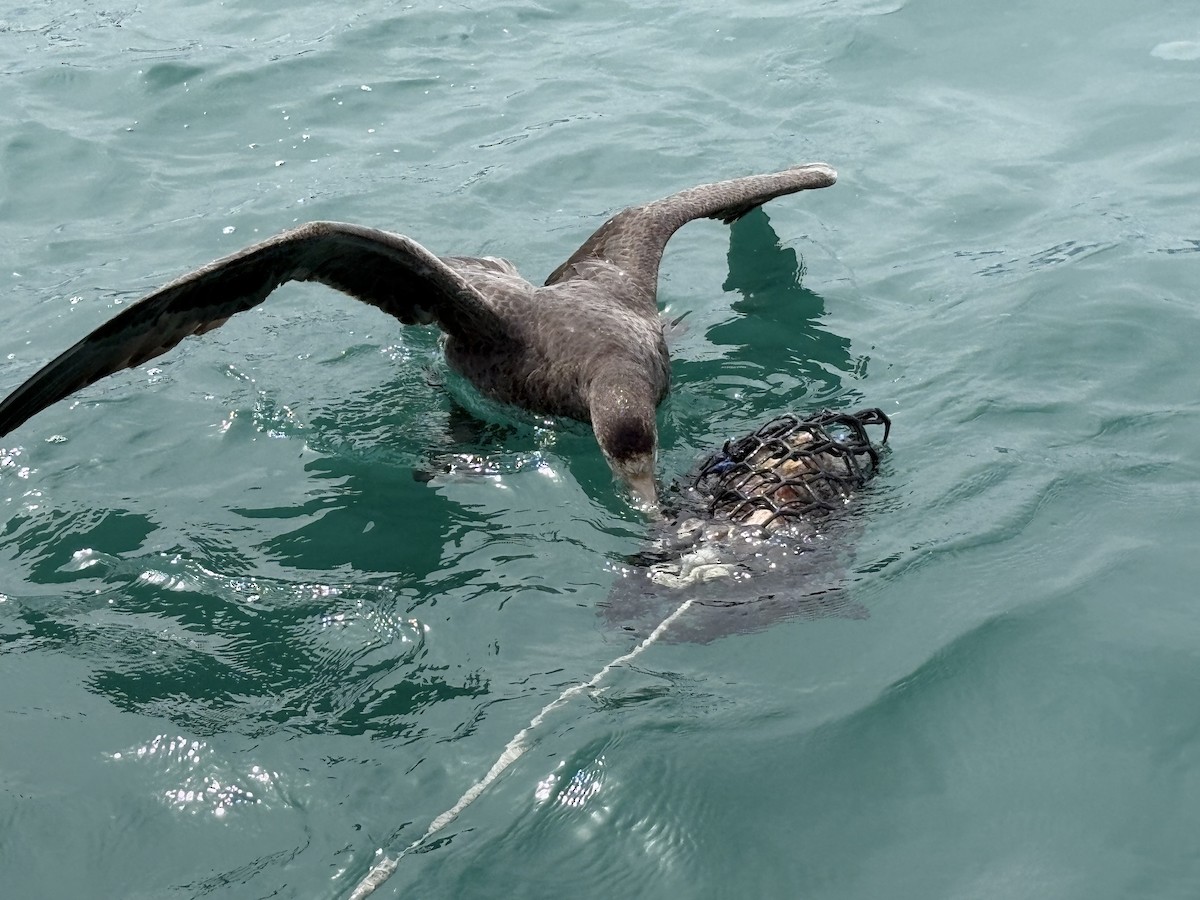 Northern Giant-Petrel - ML644707639