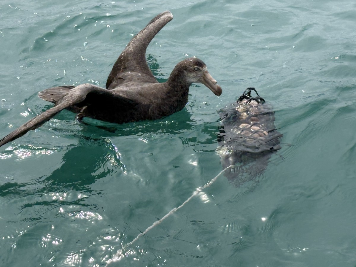 Northern Giant-Petrel - ML644707644