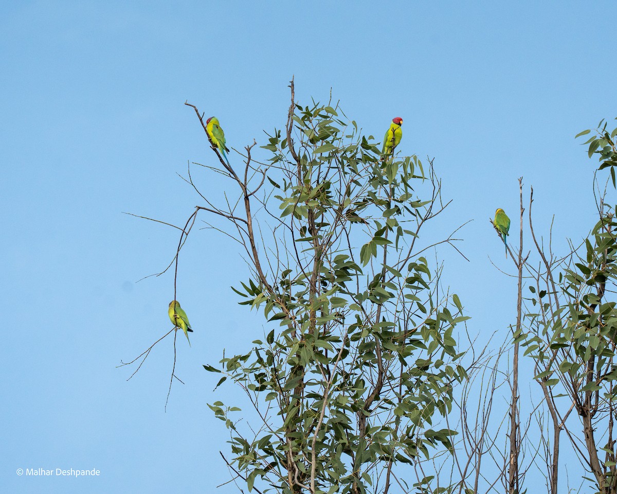 Erik Başlı Yeşil Papağan - ML644707645